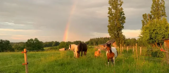 Chevaux sous l'arc en ciel