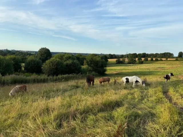 chevaux au pâturage l'été
