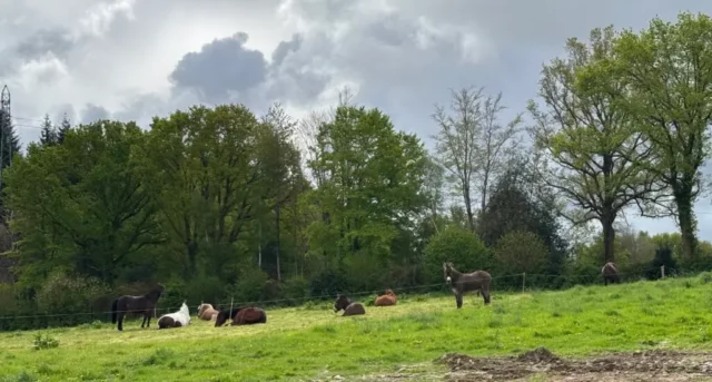 Chevaux au pâturage au printemps