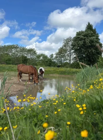 Chevaux dans la mare