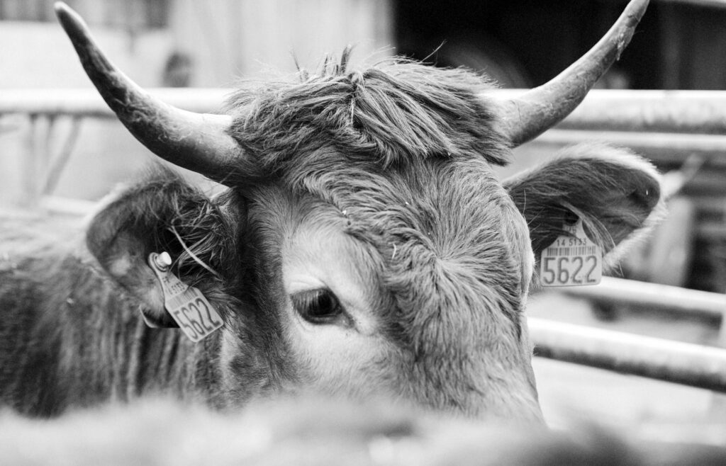 Vache limousine