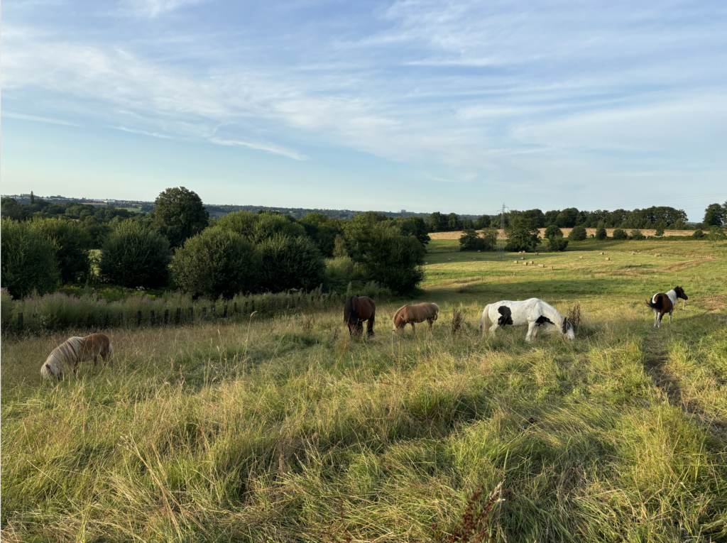 pension cheval lisieux