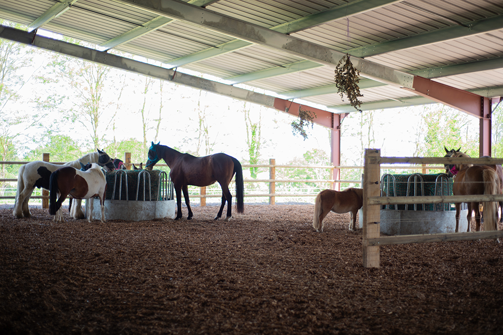 abris pour pension cheval lisieux